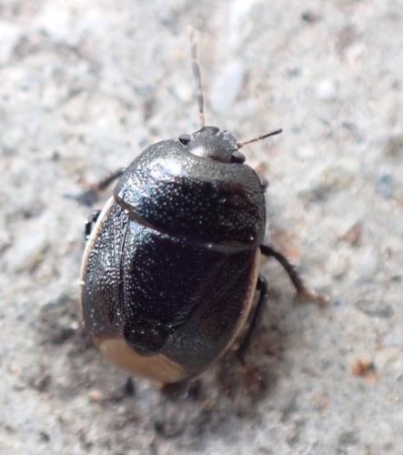 Réf. 295 240 : Legnotus limbosus